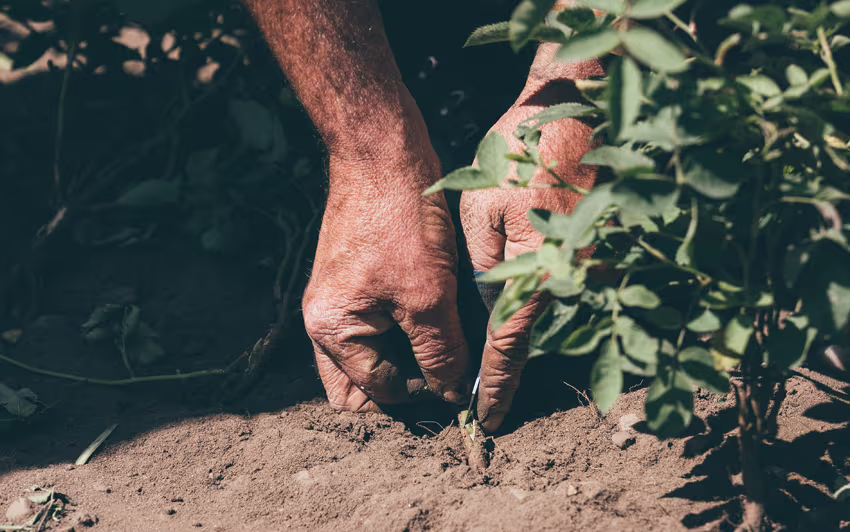 Close up of a man budding a rose