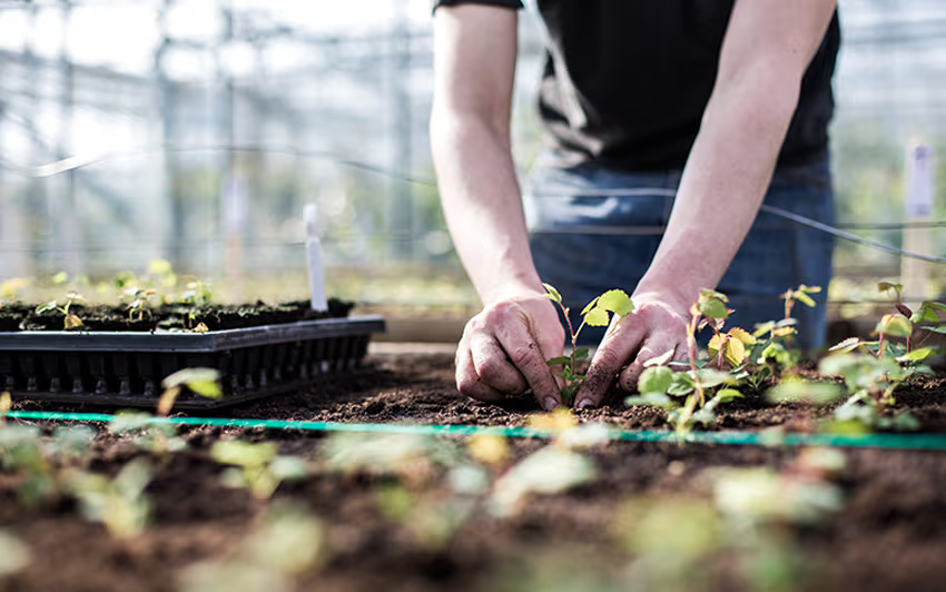 Person planting seedlings in a greenhouse at David Austin roses