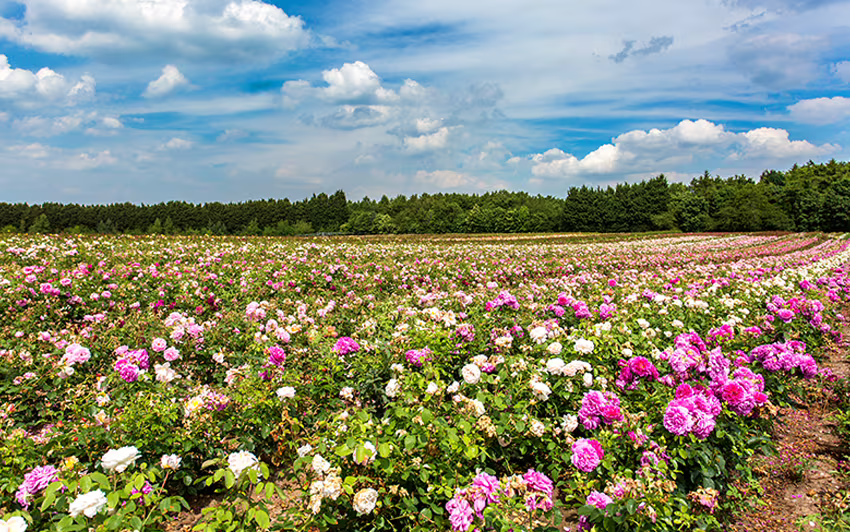 Image of David Austin roses growing in a field